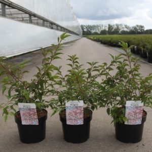 Compact Prunus incisa 'Mikinori' showcasing delicate white to pale pink blossoms in early spring, before its fresh green leaves emerge, later turning vibrant orange and red in autumn.