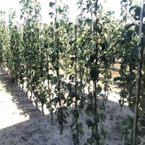 Pyrus communis 'Conference' pear tree, laden with ripe, elongated greenish-brown pears displaying subtle russeting among its vibrant green leaves.