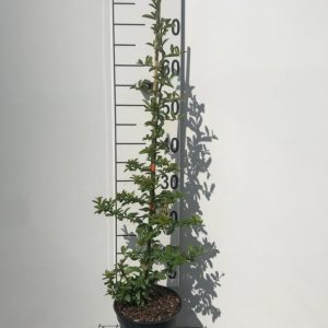 Vibrant Pyracantha 'Orange Glow' shrub, dense with glossy evergreen leaves and brilliant clusters of fiery orange berries, offering year-round appeal and winter colour.