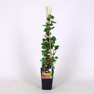 Ribes uva-crispa 'Captivator' bush displaying vibrant green leaves and ripening red gooseberries, ready for picking in a UK garden.