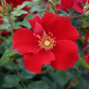 A vibrant Rosa (H) 'Alexander von Humboldt' rose bush showcasing intensely fragrant, large, double reddish-pink to fuchsia blooms with glossy dark green foliage.