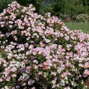 Close-up of vibrant pink single flowers of Rosa (H) Bingo Meidiland, featuring yellow stamens and glossy dark green foliage.