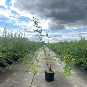 Rosa canina, the Dog Rose, showcases delicate pale pink flowers with yellow stamens, lush green leaves, and thorny stems. Vibrant red rose hips add autumn beauty.