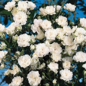 A compact Rosa (H) Crystal Fairy rose bush displaying numerous clusters of small, pure white, fully double flowers amidst glossy dark green foliage.