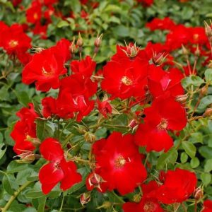 A vibrant red Rosa (H) Rally hybrid tea rose in full bloom, showcasing its classic, high-centred flower form and healthy dark green leaves.