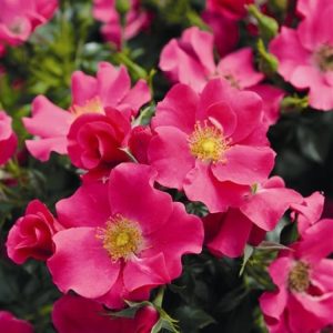 Vibrant Rosa (H) Stadt Rom Floribunda rose, showcasing clusters of rich salmon-orange to apricot blooms against glossy, deep green foliage, full of life.