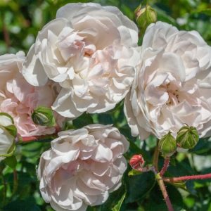 Rosa (H) Swany displays clusters of pristine white, double flowers with glossy dark green foliage. This groundcover rose creates a stunning, low-spreading carpet of blooms.