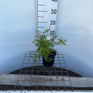 Dense clusters of small, pure white double flowers with delicate petals on a compact Rosa (M) 'White Fairy' rose bush, surrounded by glossy green foliage.