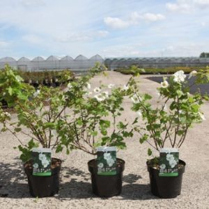 Rubus 'Benenden' plant displaying abundant large, single pure white flowers with prominent golden stamens amidst its dark green, deeply lobed leaves.