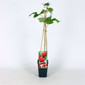 Vibrant green foliage of Rubus idaeus 'Zeva' raspberry plant with ripe, glossy red fruits dangling from sturdy canes, ready for harvest.