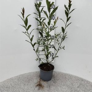 Salix alba, the White Willow, stands tall with elegant, slender branches. Its lance-shaped leaves are silvery-green, shimmering in the light, with early yellow-green catkins.