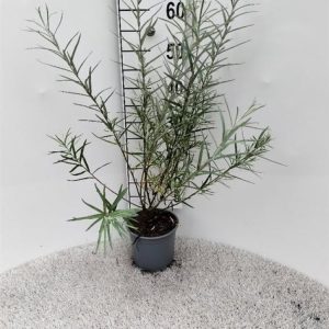 Salix elaeagnos 'Angustifolia' shrub with slender, silvery-green leaves. Its dense, upright form features delicate yellow-green catkins emerging on bare stems in late winter.