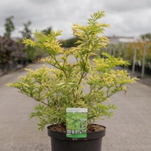 A vibrant Sambucus nigra Golden Tower plant with deeply lobed, bright golden-yellow foliage standing upright. Its leaves shimmer in the sunlight.