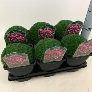 A close-up of Saxifraga 'Pixie' showing its dense cushion of small green leaves adorned with many delicate, star-shaped white flowers with red centres.