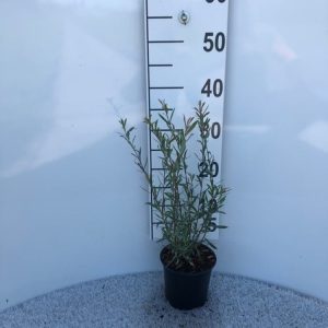 A vibrant Salix purpurea 'Nana' shrub displaying delicate blue-green foliage, compact form, and subtle purple-red stems, perfect for UK gardens.