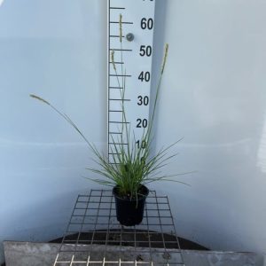 A mound of Sesleria autumnalis, showcasing its narrow, arching blue-green leaves and delicate, upright silvery-white flower spikes.
