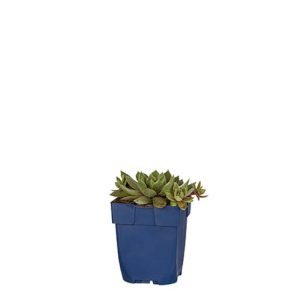 Close-up of Sempervivum 'Aquila' showing its beautiful, tightly packed rosettes. The succulent leaves display a striking blend of reddish-brown and green tips.