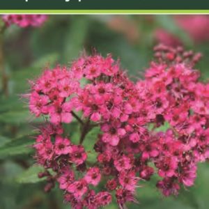 Vibrant Spiraea japonica 'Dart's Red' shrub showcasing clusters of rich crimson-pink flowers against a backdrop of fresh green, serrated leaves, typical of its mid-summer bloom.