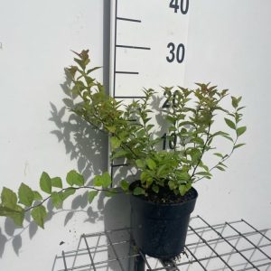 A vibrant Spiraea japonica 'Firelight' shrub displaying its captivating, multi-toned foliage. The leaves transition from bronze-red to green with fiery orange and red tips, adorned with delicate pink summer flowers.