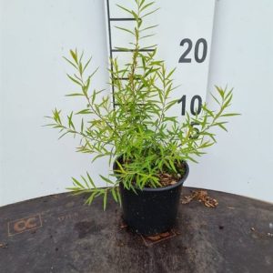 Spiraea thunbergii displaying an abundance of delicate white flowers covering its arching branches, complemented by finely textured bright green foliage.