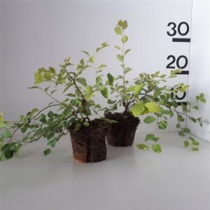 Vibrant Spiraea vanhouttei 'Gold Fountain' shrub showcasing bright golden-green foliage and clusters of delicate white flowers cascading gracefully from its arching branches.