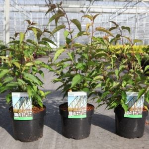 Stachyurus chinensis 'Celina' showcasing its elegant, pendulous racemes of pale yellow, bell-shaped flowers against arching reddish-brown stems before its green leaves emerge.