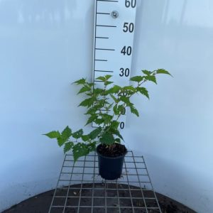 Stephanandra tanakae shrub displaying its graceful arching stems, finely cut bright green foliage, and small, creamy-white flowers. Its leaves show hints of early autumn colour.