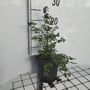 Symphoricarpos chenaultii displaying arching stems densely covered with vibrant mid-green oval leaves and clusters of distinctive pink and white berries.