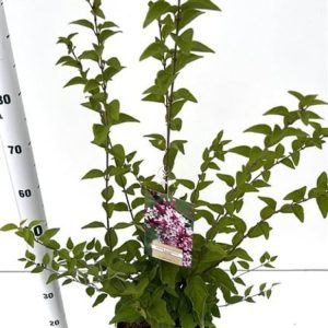 Vibrant Syringa meyeri Flowerfesta White shrub showcasing clusters of small, fragrant white blooms against lush green foliage, ready for a UK garden.