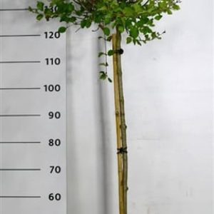 Syringa 'Pink Perfume' lilac bush showcasing plentiful clusters of highly fragrant, soft pink blossoms with fresh green leaves. A reblooming shrub for UK gardens.