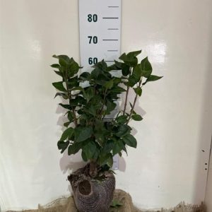 Close-up of Syringa vulgaris 'Michel Buchner' showing large, conical clusters of highly fragrant, double purple-pink flowers with intricate petals.