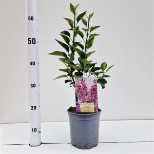 A vibrant Syringa vulgaris 'Sensation' lilac bush in full bloom, showcasing its unique deep purple-red flowers distinctly edged with crisp white margins in dense panicles.