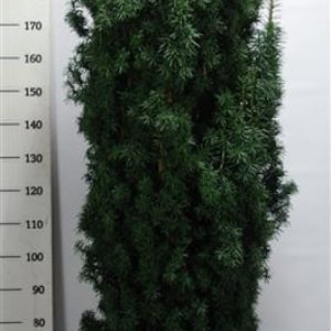 A tall, slender Taxus baccata 'Fastigiata' displaying dense, dark green evergreen foliage tightly packed into its distinctive upright, columnar form.