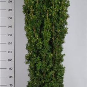 A tall, slender Taxus baccata 'Fastigiata Aurea' showcasing its upright, dense, columnar form with bright golden-tinged evergreen foliage.