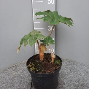 A lush Tetrapanax papyrifer 'Rex' plant showcasing its enormous, deeply lobed, palm-like green leaves. The leaves are striking and architectural.