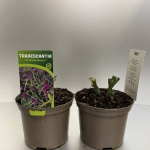 Tradescantia (A) 'JS Brainstorm' displays vibrant variegated leaves with streaks of purple, green, and pink, topped with delicate pink-purple flowers.