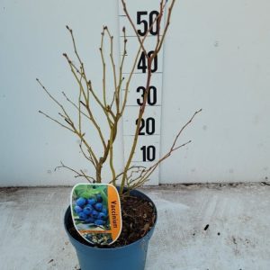 A vibrant Vaccinium corymbosum 'Goldtraube 23' highbush blueberry bush displaying lush green leaves, delicate white bell-shaped flowers, and developing green berries.