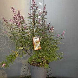 Vibrant Vitex agnus-castus Pink Pinnacle showcasing its slender spires of soft pink flowers against aromatic grey-green, palmately lobed leaves, standing upright.