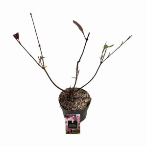 Viburnum bodnantense 'Charles Lamont' displays clusters of fragrant, tubular, deep pink flower buds opening to pale rose-pink blossoms on bare stems.