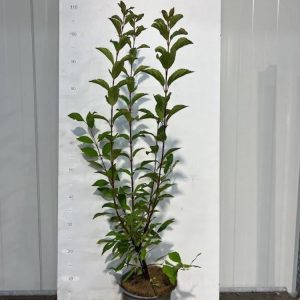 Close-up of a Viburnum farreri shrub displaying clusters of small, fragrant white to pale pink tubular flowers on bare stems, with green foliage visible behind.