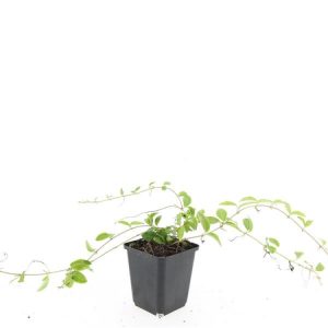 A close-up of Vinca minor 'Blue and Gold' showing its vibrant blue flowers and distinctive green leaves with golden-yellow margins.