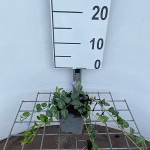 Vinca minor 'La Grave' showcases vibrant violet-blue, five-petalled flowers against a dense carpet of glossy, dark green, oval-shaped evergreen leaves.