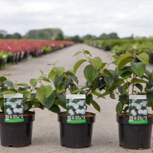 Viburnum plicatum 'Popcorn' shrub showcasing its distinctive globular clusters of pure white, sterile flowers along horizontally tiered branches, set against deeply veined, fresh green foliage.