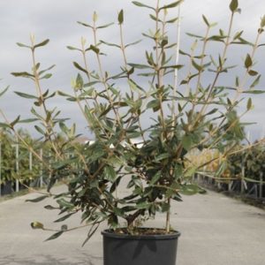 A dense evergreen Viburnum 'Pragense' shrub featuring leathery, dark green, glossy oval leaves. Delicate clusters of creamy-white flowers bloom in spring.