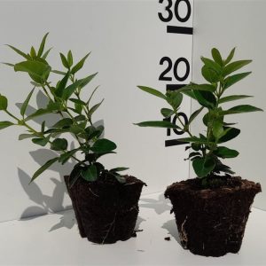 Viburnum tinus with glossy dark green leaves and clusters of small white, star-like flowers emerging from soft pink buds, providing winter interest.