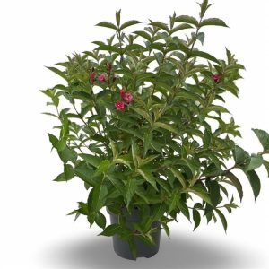 Vibrant Weigela 'Bristol Ruby' shrub, showcasing a dense display of rich, ruby-red, trumpet-shaped flowers against lush green foliage.