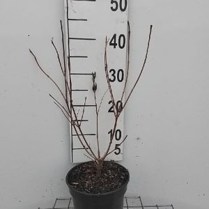 Weigela 'Candida' shrub displaying an abundance of pure white, bell-shaped flowers covering its fresh green foliage on arching stems.