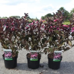 Weigela florida 'Alexandra' showcasing its striking dark purple leaves and clusters of trumpet-shaped, vibrant rosy-pink flowers in full bloom.