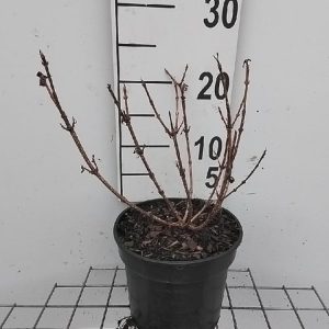 Weigela florida 'Foliis Purpureis' with vibrant dark purple-red leaves providing a striking backdrop for its numerous rosy-pink bell-shaped flowers.