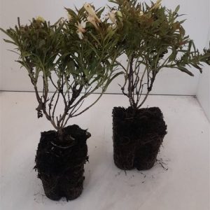 A close-up view of Weigela Picobella Bianco, showcasing its pure white, trumpet-shaped flowers blooming profusely against a backdrop of fresh green oval leaves.